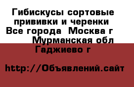 Гибискусы сортовые, прививки и черенки - Все города, Москва г.  »    . Мурманская обл.,Гаджиево г.